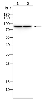 ABCB5 Antibody