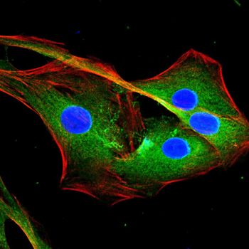 SFTPC Antibody