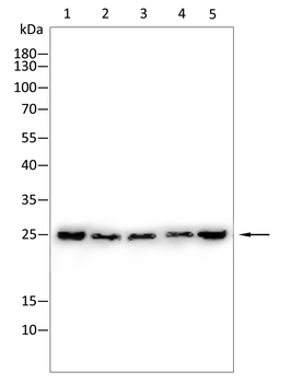 SFTPC Antibody