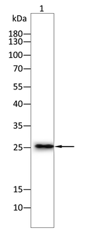 SFTPC Antibody