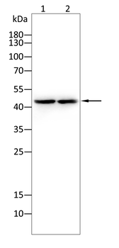 CBX8 Antibody