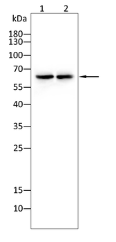 GNL3 Antibody