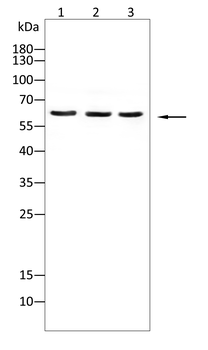 DCTN4 Antibody