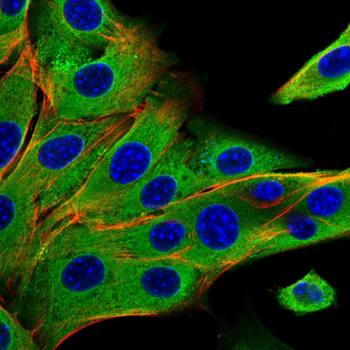 CFLAR Antibody