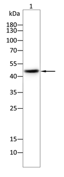 MAP2K7 Antibody