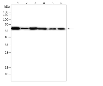 CAMK4 Antibody