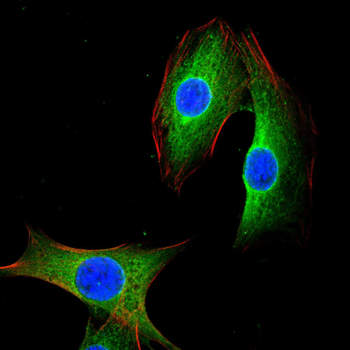SFTPC Antibody