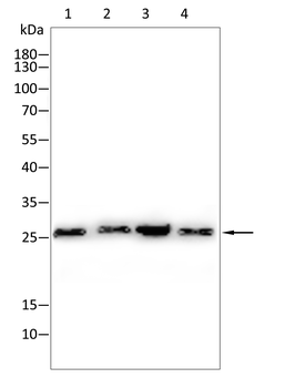 SFTPC Antibody