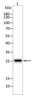SFTPC Antibody