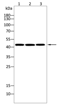 CBX8 Antibody