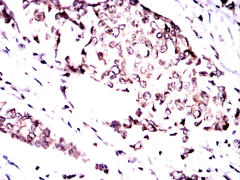 SPI1 Antibody