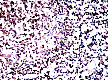 SPI1 Antibody