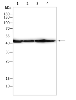 SPI1 Antibody