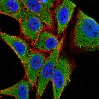 DCTN4 Antibody