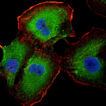ABCC4 Antibody