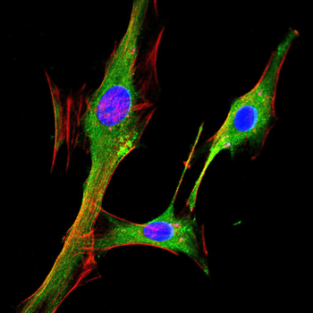 CD74 Antibody