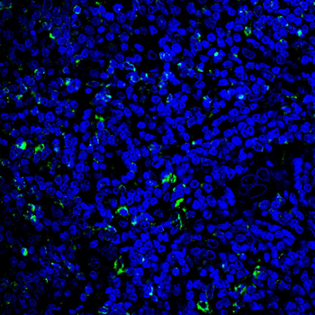 CD74 Antibody