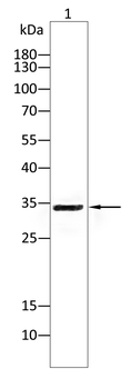 CD74 Antibody