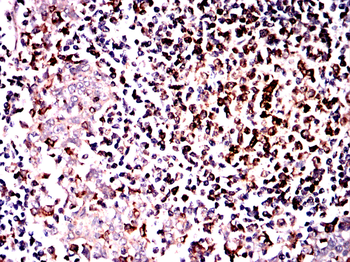 CD74 Antibody
