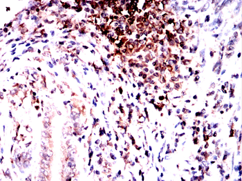 CD74 Antibody