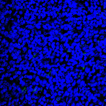 CD74 Antibody