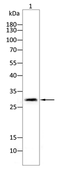 IGFBP7 Antibody