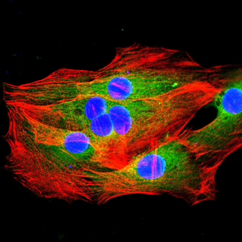 IGFBP7 Antibody