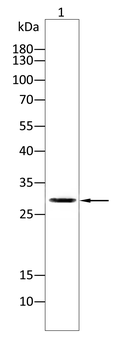 IGFBP7 Antibody