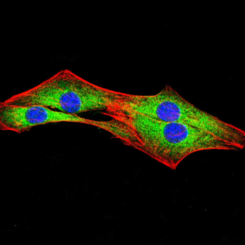 DNAL4 Antibody