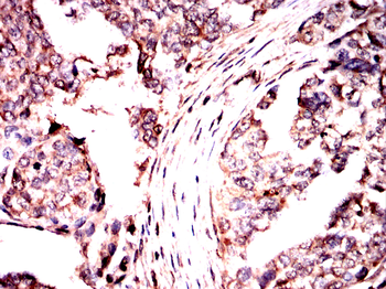 DNAL4 Antibody