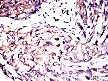 DNAL4 Antibody