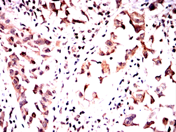 DNAL4 Antibody