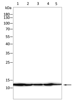 DNAL4 Antibody