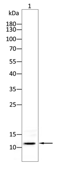 DNAL4 Antibody