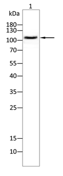 ITGA2B Antibody
