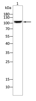 ITGA2B Antibody