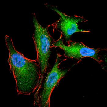 TGFBR3 Antibody