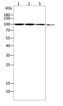 TGFBR3 Antibody