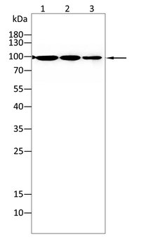 TGFBR3 Antibody