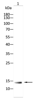 B2M Antibody