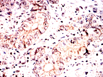B2M Antibody