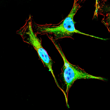 EIF2A Antibody