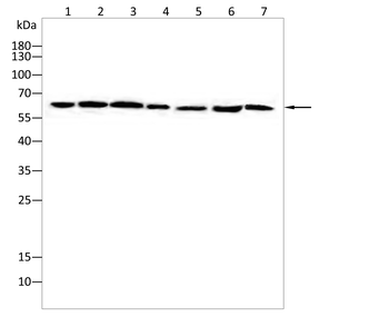 EIF2A Antibody