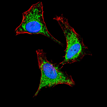 EIF2A Antibody
