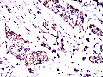 EIF2A Antibody
