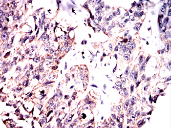 EIF2A Antibody