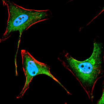 TERF2 Antibody