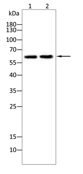 TERF2 Antibody