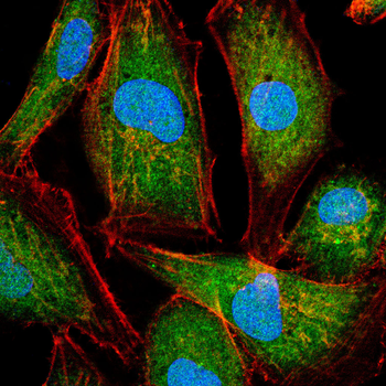 TERF2 Antibody