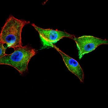 CD24 Antibody